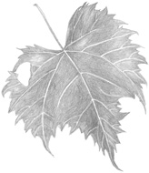 tekening blad
