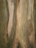 foto schors2
