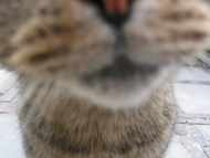 oinkie neus