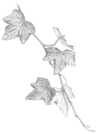 tekening tak